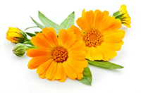 Calendula